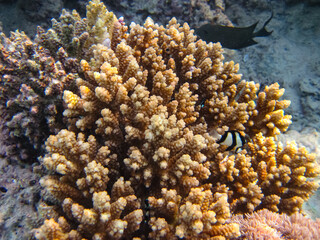 Beautiful sea inhabitants in the coral reef of the Red Sea