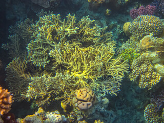 Beautiful sea inhabitants in the coral reef of the Red Sea