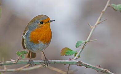 European Robin (Erithacus rubecula) is a migratory bird. It migrates south in winter and returns north again in spring.