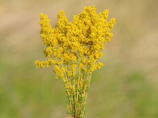 Ladys yellow bedstraw flower bouquet, wild summer flowers