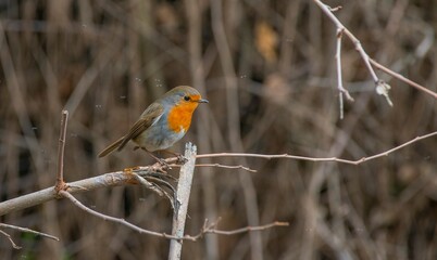 European Robin (Erithacus rubecula) is a migratory bird. It migrates south in winter and returns north again in spring.