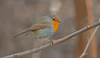 European Robin (Erithacus rubecula) is a migratory bird. It migrates south in winter and returns north again in spring.