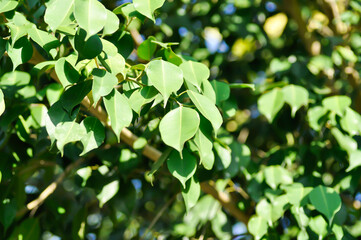 Ficus Benjamina L, Moraceae or Golden Fig or Weeping Fig and sky