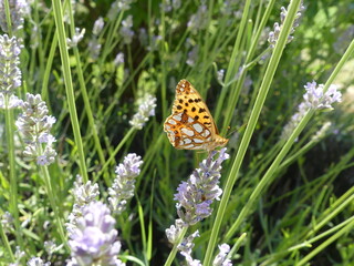 Papillon butinant les fleurs de lavande