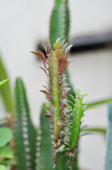 Euphorbia or Euphorbia mayurnathanii ,Euphorbia lactea or Euphorbia lacei Craib - obrazy, fototapety, plakaty