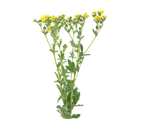 Yellow flowers of wild Sulphur cinquefoil plant isolated on white, Potentilla recta - obrazy, fototapety, plakaty