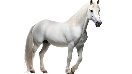 A majestic white mustang horse stands proudly in the outdoor sunlight, its long mane flowing gracefully in the wind as it gazes out with its powerful snout, exuding a sense of strength and beauty as 