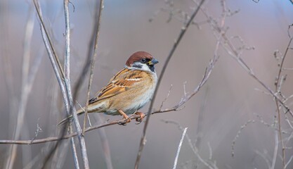 Eurasian Tree Sparrow (Passer montanus) is a common species. It is seen in places where there are woodlands and agricultural lands.