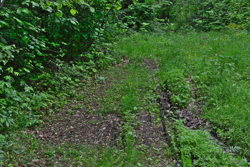 Obraz premium green forest with green grass and trees copy space