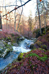 Ein klarer Bach fließt im Herbstwald