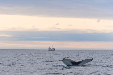 Fototapeta premium Whale diving in the icelandic sea near Húsavík with a boat on background