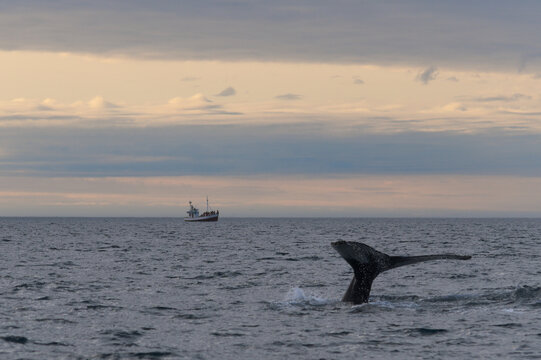 Whale diving in the icelandic sea near Húsavík with a boat on background