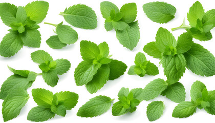 Collection of mint leaves isolated on a white background
