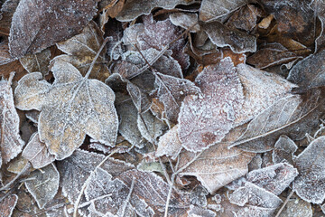 winter background with frozen leaves