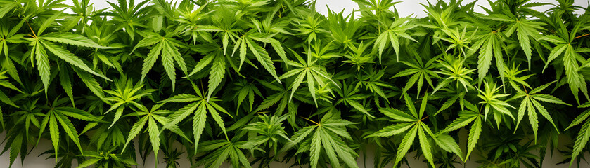Raw flower plant herbal medicnie canabis leaves green marijuana banner background - obrazy, fototapety, plakaty