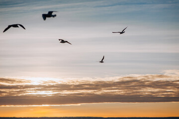 Beautiful seagulls, a small flock of wild birds fly high soaring in the sky with clouds over the sea, ocean at sunset. Photograph of an animal, evening landscape.