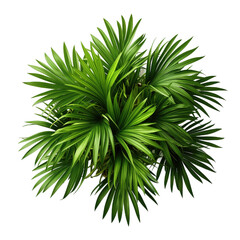 Green areca palm isolated on transparent background. PNG file, cut out - obrazy, fototapety, plakaty
