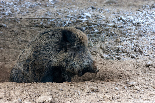 A wild boar has woken up and is still sitting in its depression. A naturalistic photo that captures the wild beauty of wildlife.