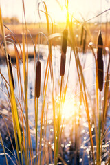Autumn landscape with  cattail plant  in swamp at sunset. Autumn colorful scene. Reed plant in the rays of the setting sun. - 708617847