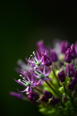 purple flowers in the garden