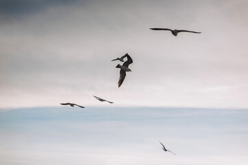 Beautiful white seagulls, a small flock of wild birds fly high soaring in the sky with clouds over the sea, ocean at sunset. Photograph of an animal, evening landscape, beauty of nature, silhouette.