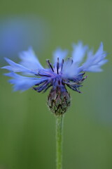 cornflower