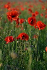 field of poppies