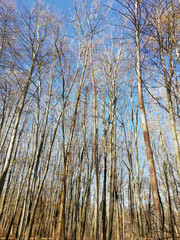 Forest in the Harz Mountains, Germany