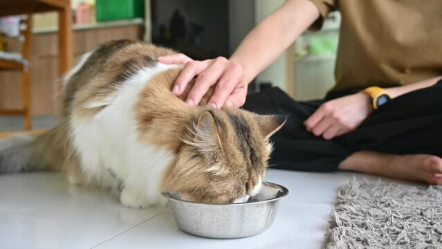 Persian cat eating food in a bowl. Footage of relationship of pet and owner.