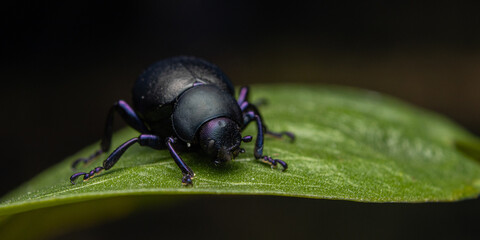 beetle on a leaf - obrazy, fototapety, plakaty