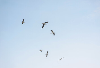 Many beautiful white seagulls, a flock of wild birds are flying high soaring in the blue sky with clouds over the sea, ocean in nature. Animal photography, landscape.
