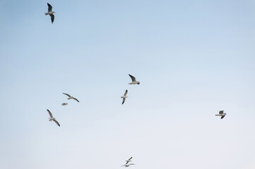 Beautiful white seagulls, a flock of birds fly high soaring in the blue sky with clouds over the sea, ocean in nature. Animal photography, landscape.