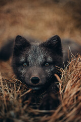 Zorro &aacute;rtico de Islandia