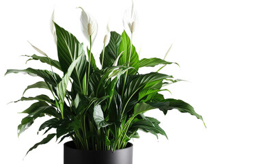 Isolated Peace Lily Beauty on a transparent background