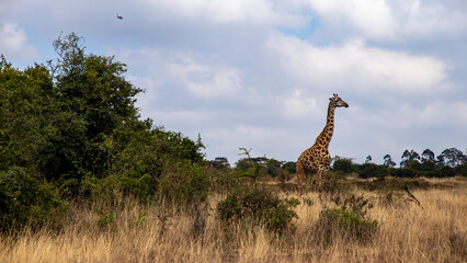 giraffe in the savannah