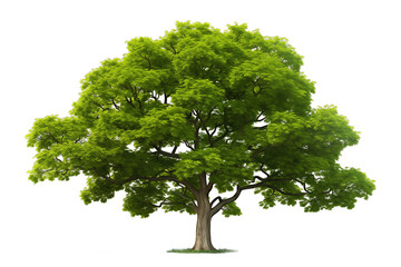 Green tree isolated on transparent background. PNG file, cut out