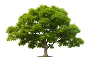 Green tree isolated on transparent background. PNG file, cut out