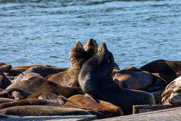 Fototapeta premium California sea lions lounging in the sun off Fisherman's Wharf in San Francisco