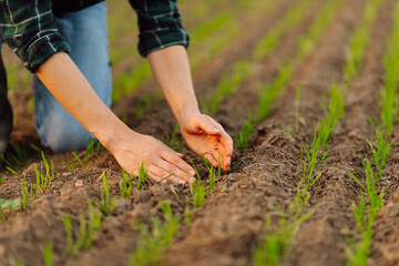 Fototapeta premium Farmer holds a young green wheat sprouts in his hands checking the quality of the new crop. Agronomist analysis the progress of the new seeding growth. Concept of gardening, ecology. 