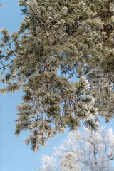 Snow on tree branches in a winter park. Frosty weather.
