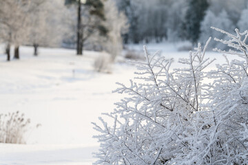 Winter park on a sunny day. Beautiful winter landscape.