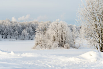 Sunny winter day in the park and trees in the snow.