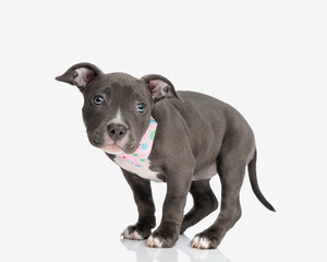 Fototapeta premium beautiful blue american bully dog with pink bandana looking forward