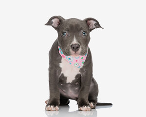 cute little american bully puppy wearing pink bandana and looking forward