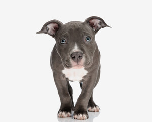 portrait of adorable american bully puppy with blue eyes looking forward