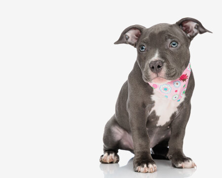 beautiful american bully puppy wearing pink bandana around neck