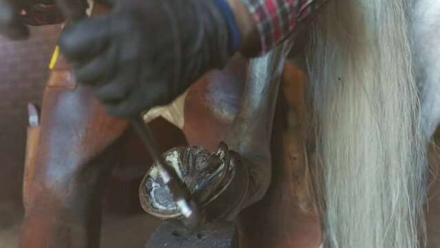 hands blacksmith in black gloves shoeing horse's hoof, removes old horseshoe in forge