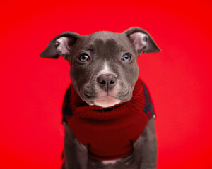 beautiful american bully dog wearing red christmas sweather