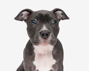 portrait of beautiful american bully dog with blue eyes looking forward