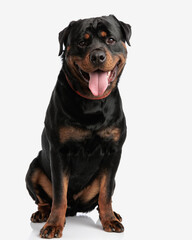 happy rottweiler puppy looking forward and sticking out tongue